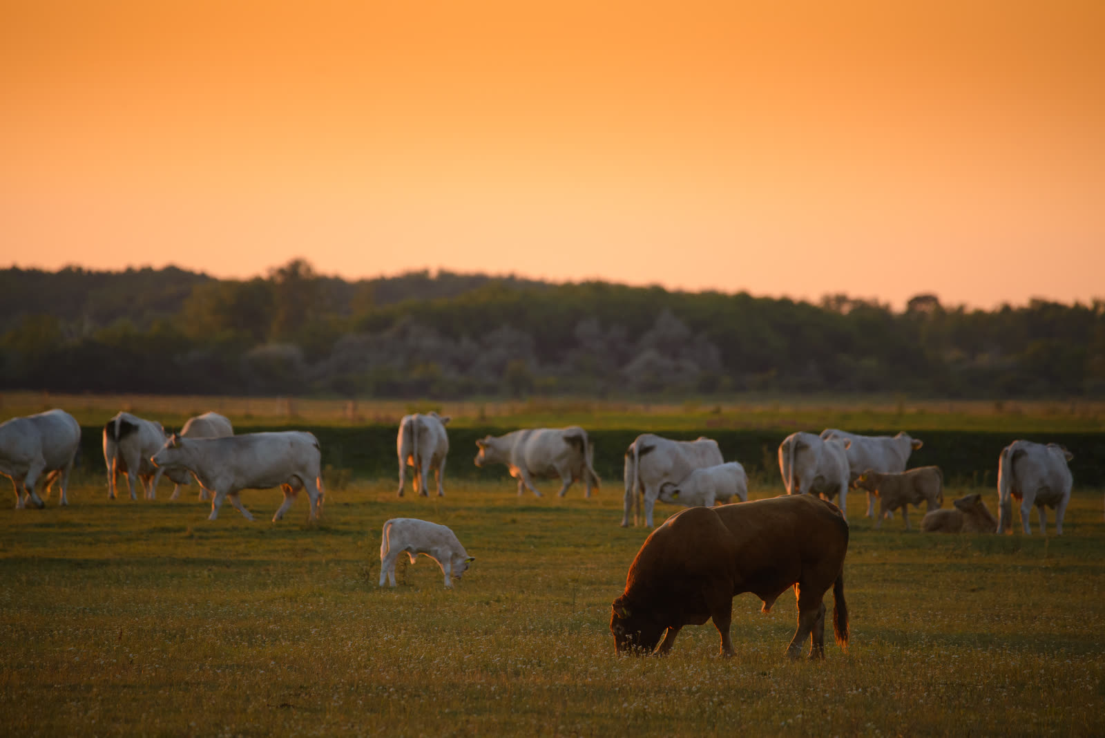 Hudspeth Farms
